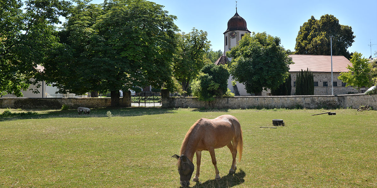 Pony im Garten des Haus im Schlösslesgarten